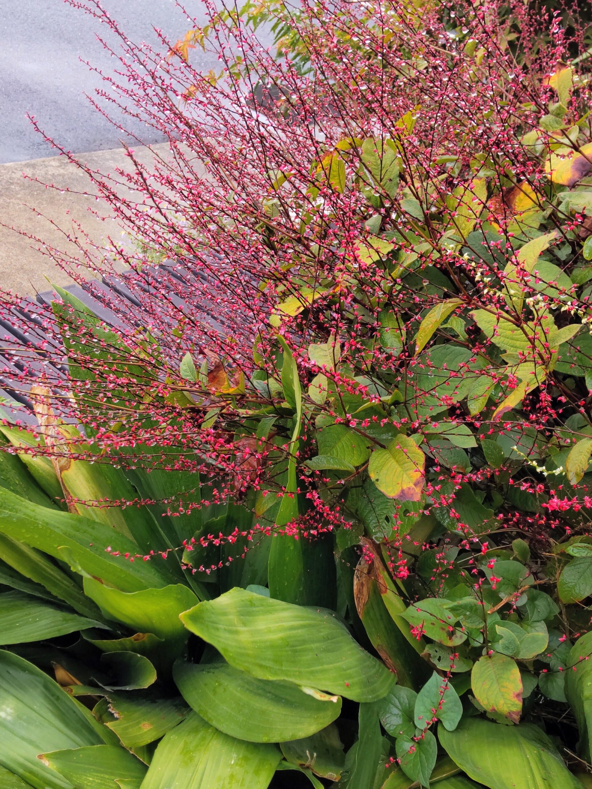 Soba with tempura in a Japanese restaurant