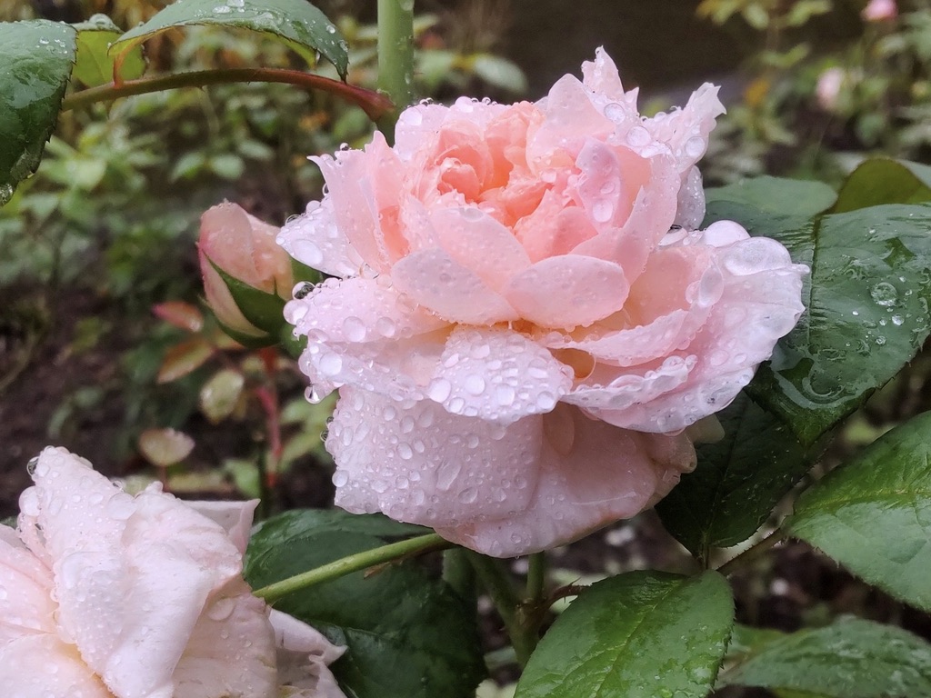 Roses in the rain