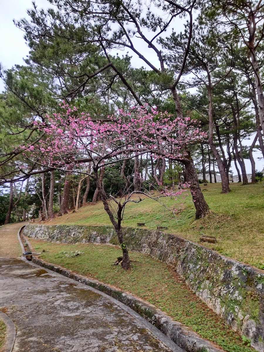 Deep pink Kanhi-zakura blossoms in the castle park