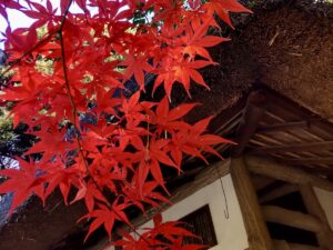 Fall Foliage in Tokyo: A Morning Walk to See the Colors