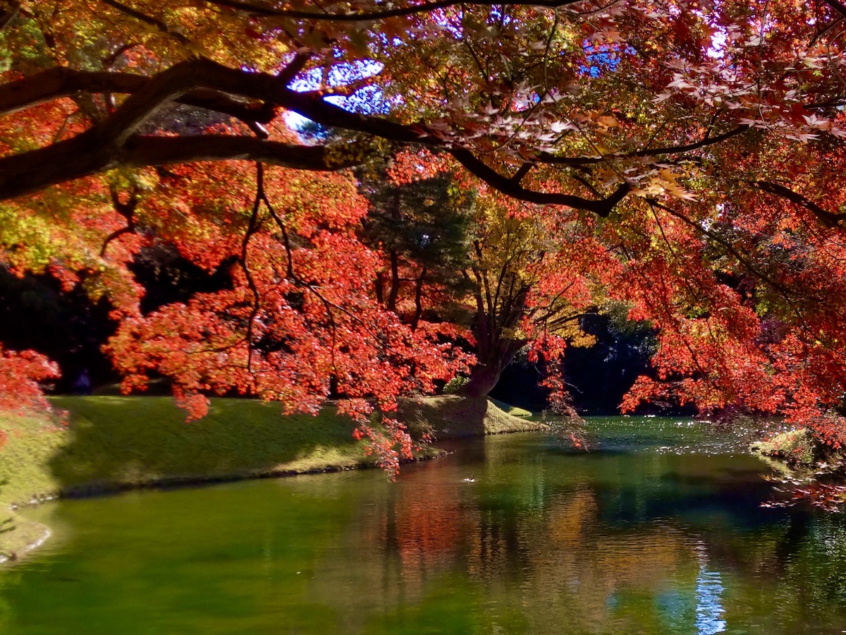 Autumn leaves stretching dramatically over a pond with sparkling water