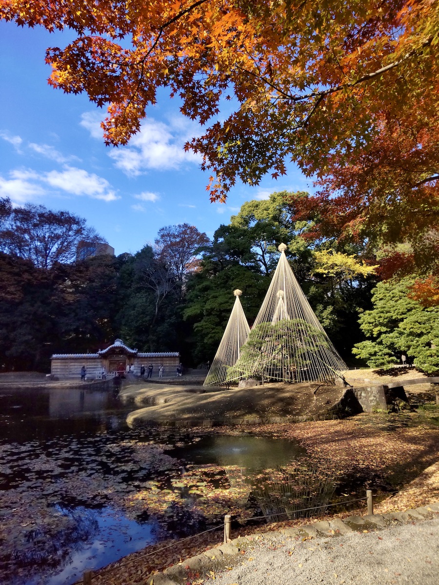 Pine tree with yukitsuri ropes for snow protection and autumn leaves