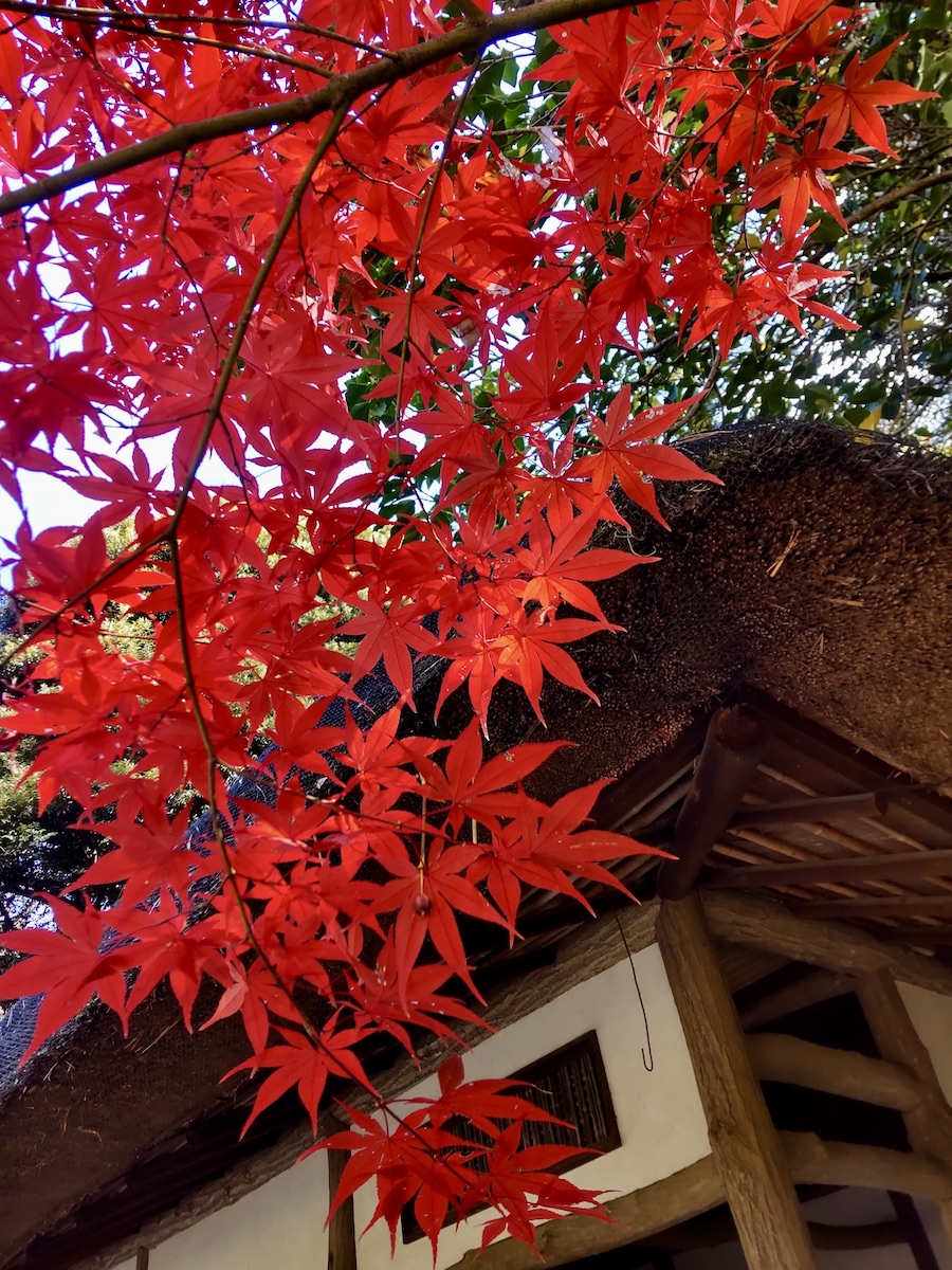 Close-up of red autumn leaves against a thatched roof