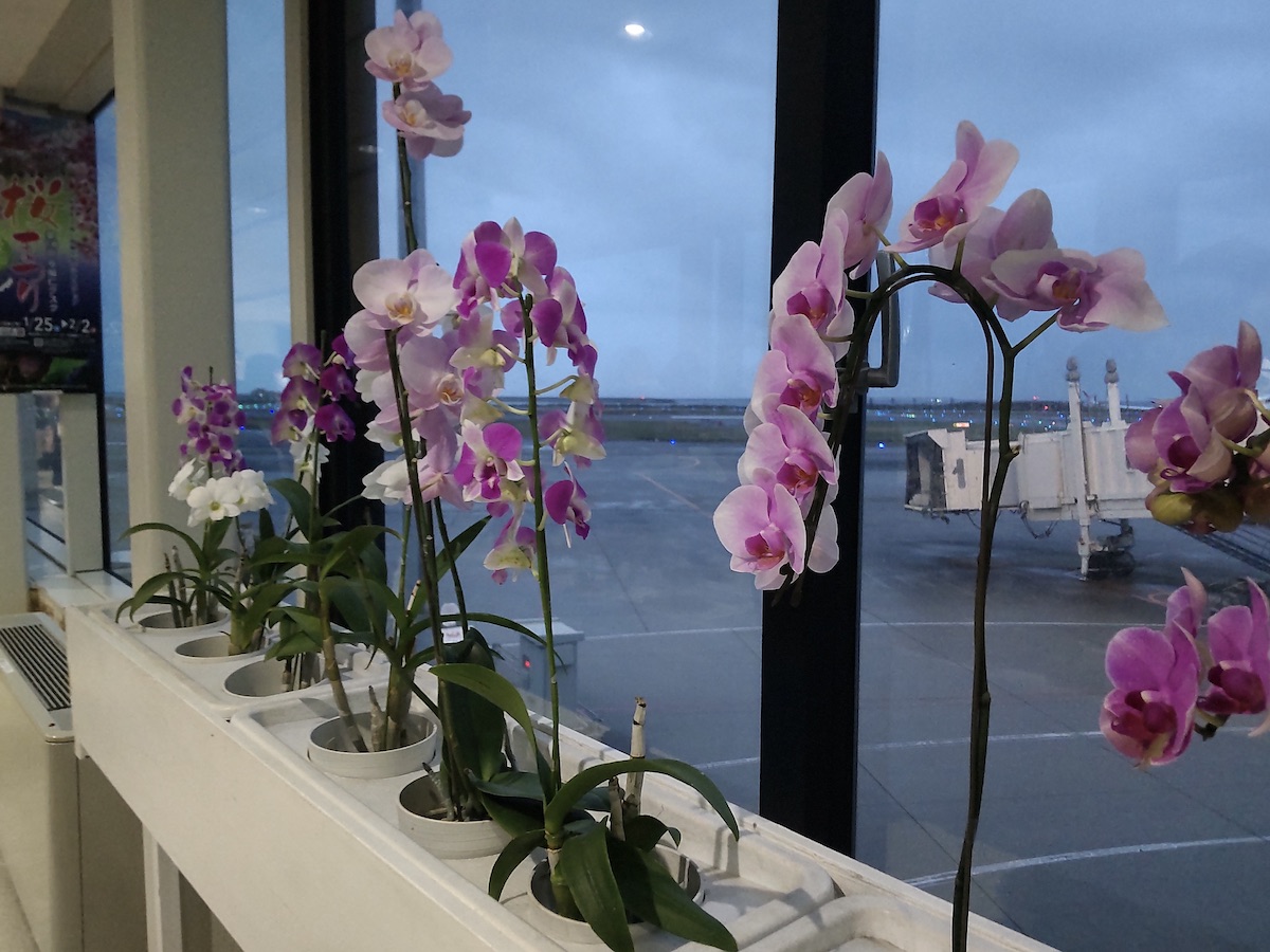 Beautiful orchids in Naha Airport