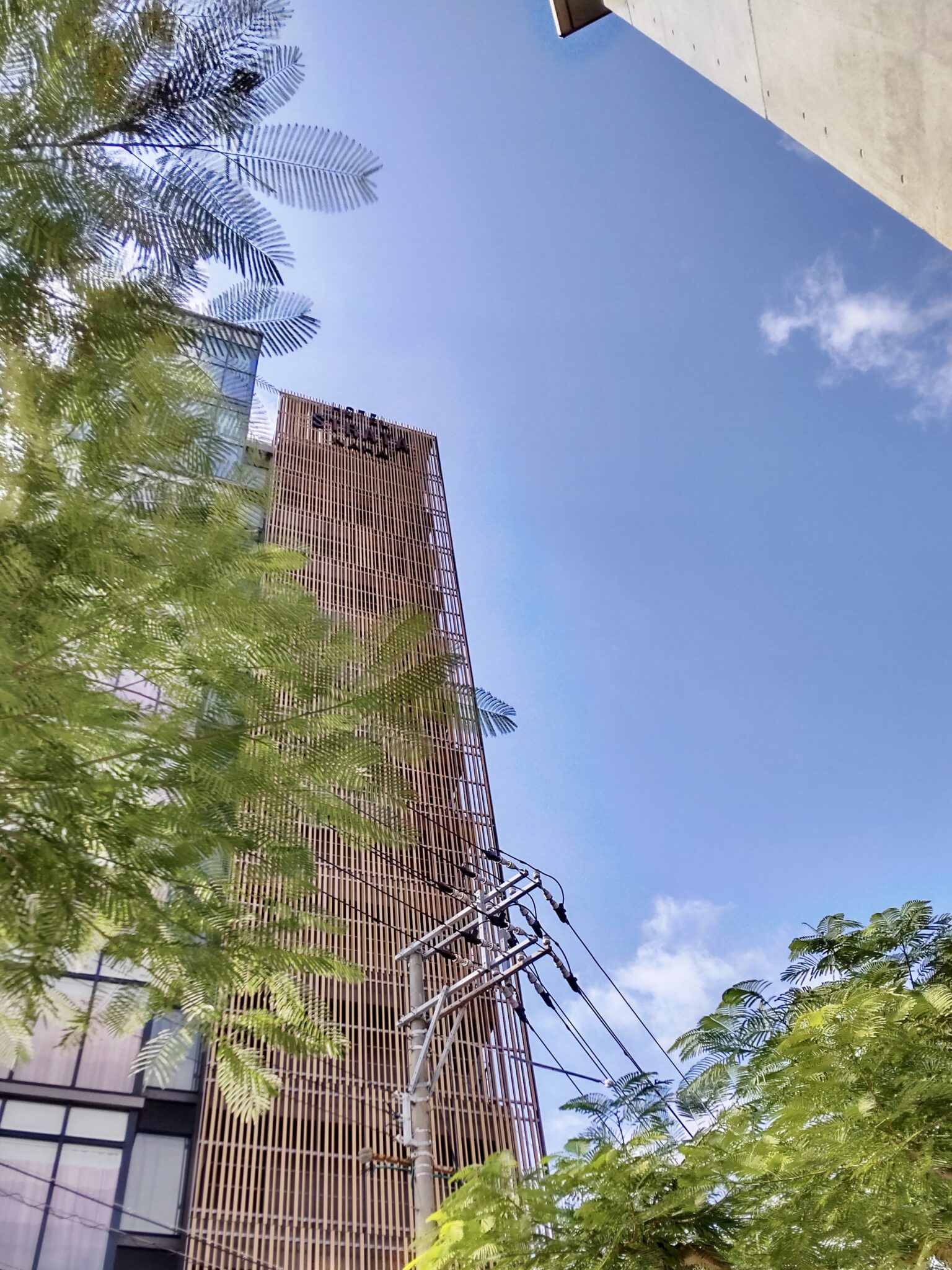 Royal Poinciana street trees near Hotel Strata